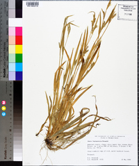 Carex leptonervia image