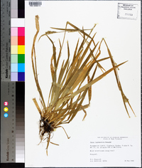 Carex leptonervia image