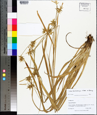 Carex lonchocarpa image