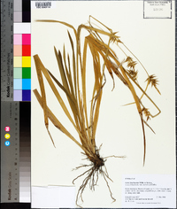 Carex lonchocarpa image