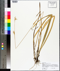 Carex lonchocarpa image