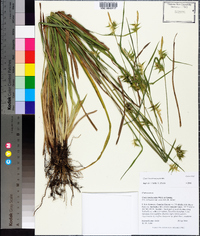 Carex lonchocarpa image