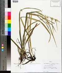 Carex lonchocarpa image