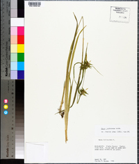 Carex folliculata image