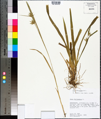 Carex lonchocarpa image