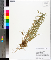 Carex longii image