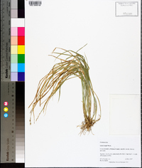 Carex longii image