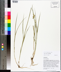 Carex longii image