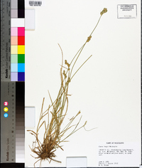 Carex longii image