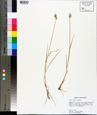 Carex longii image