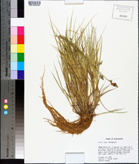 Carex longii image