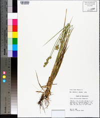 Carex longii image