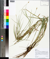 Carex longii image