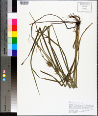 Carex louisianica image