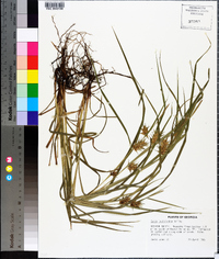 Carex louisianica image