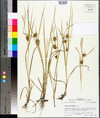 Carex louisianica image