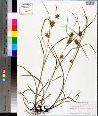 Carex louisianica image