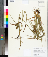 Carex louisianica image