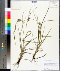 Carex louisianica image