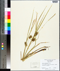 Carex louisianica image