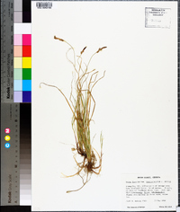 Carex lucorum image