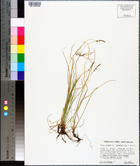 Carex lucorum image