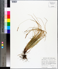 Carex lucorum image