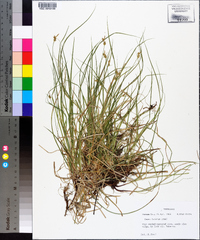 Carex lucorum image