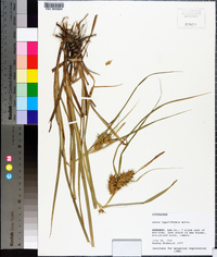 Carex lupuliformis image