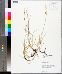 Carex meadii image