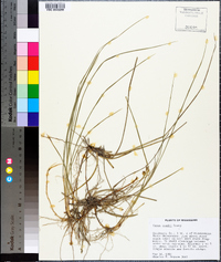 Carex meadii image