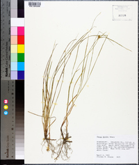 Carex meadii image