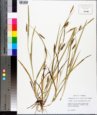 Carex microdonta image