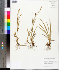 Carex microdonta image