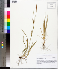 Carex microdonta image