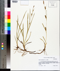 Carex microdonta image