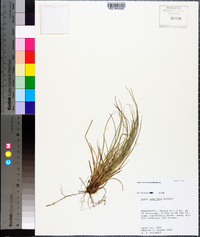 Carex microrhyncha image