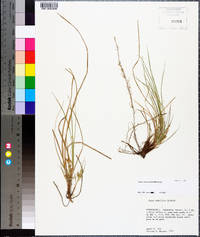 Carex microrhyncha image