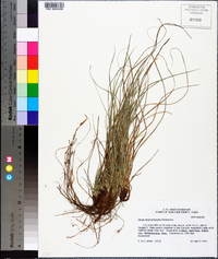 Carex microrhyncha image