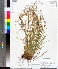 Carex nigromarginata image