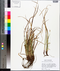 Carex nigromarginata image