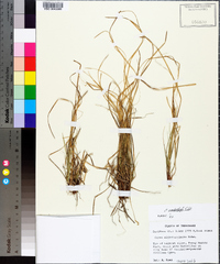 Carex umbellata image