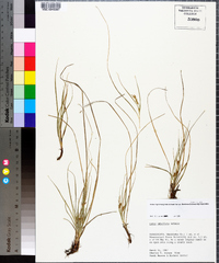 Carex floridana image