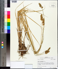 Carex oklahomensis image