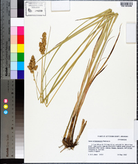 Carex oklahomensis image