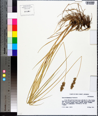 Carex oklahomensis image