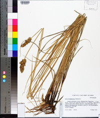 Carex oklahomensis image