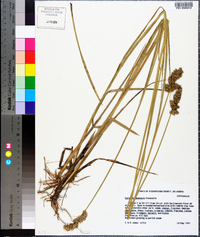 Carex oklahomensis image