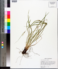 Carex oligocarpa image