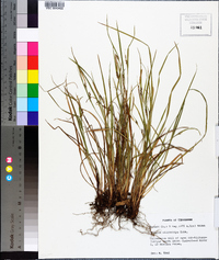 Carex oligocarpa image